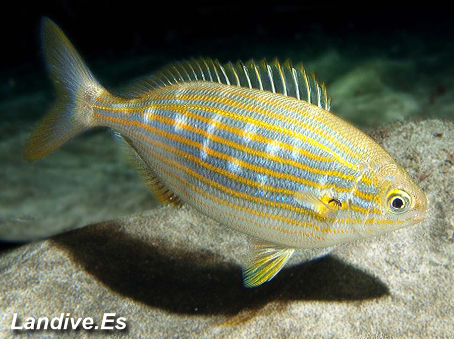 Atlas vida marina Canaria Oseos Salema ( Sarpa salpa ) LANDIVE.ES